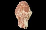 Rare, Fossil Bear Dog (Daphoenus) Partial Skull #143962-1